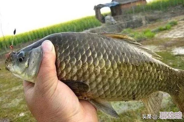 天下手游钓鱼技巧大揭秘:教你如何轻松钓大鱼,网友热评实用攻略! 天下手游钓鱼技巧大揭秘:教你如何轻松钓大鱼,网友热评实用攻略!