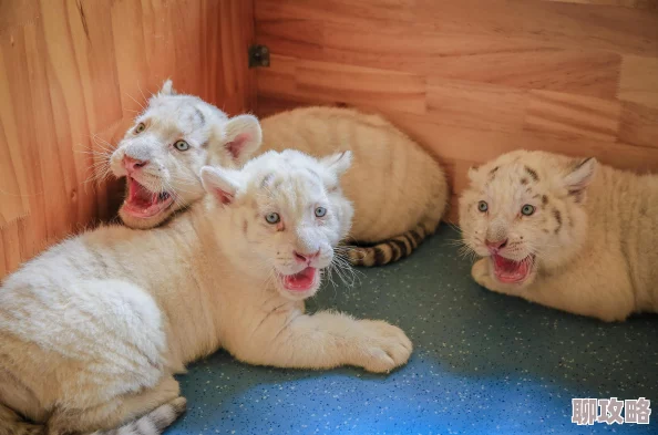 网友热议:高质量员工招募秘籍,揭秘兽厂大佬招聘系统创新玩法 网友热议:高质量员工招募秘籍,揭秘兽厂大佬招聘系统创新玩法