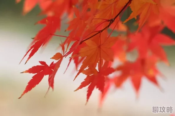 2025奇迹暖暖芳摇落套装全属性详解及部件高效获取攻略 2025奇迹暖暖芳摇落套装全属性详解及部件高效获取攻略